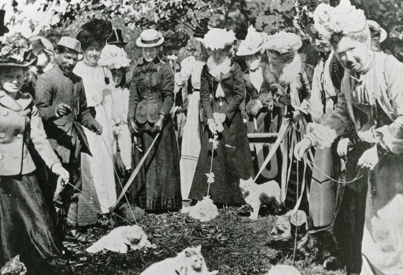 Katteudstilling i Royal Botanic Gardens, Westminster, i 1900 af English Photographer
