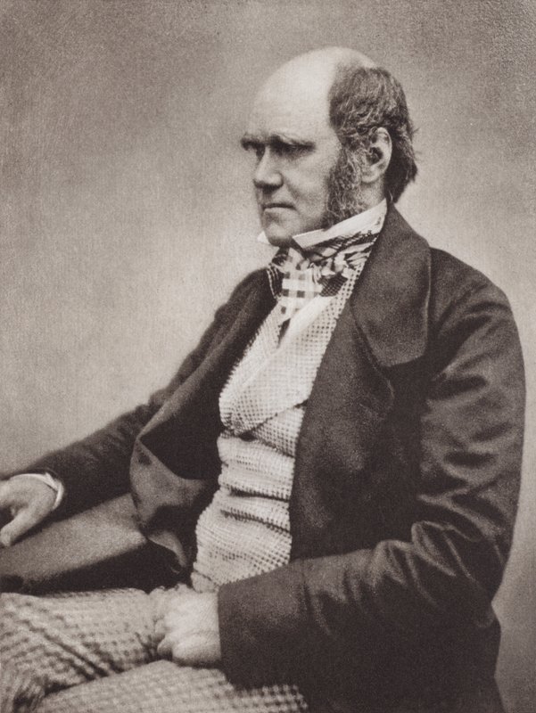 Charles Darwin, portræt, ca. 1854, fra et fotografi af Maull  Fox (s/h foto) af English Photographer