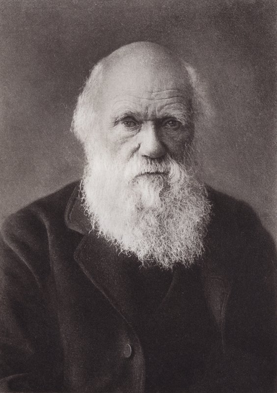 Charles Darwin, portræt, ca 1880 (s/h-foto) af English Photographer