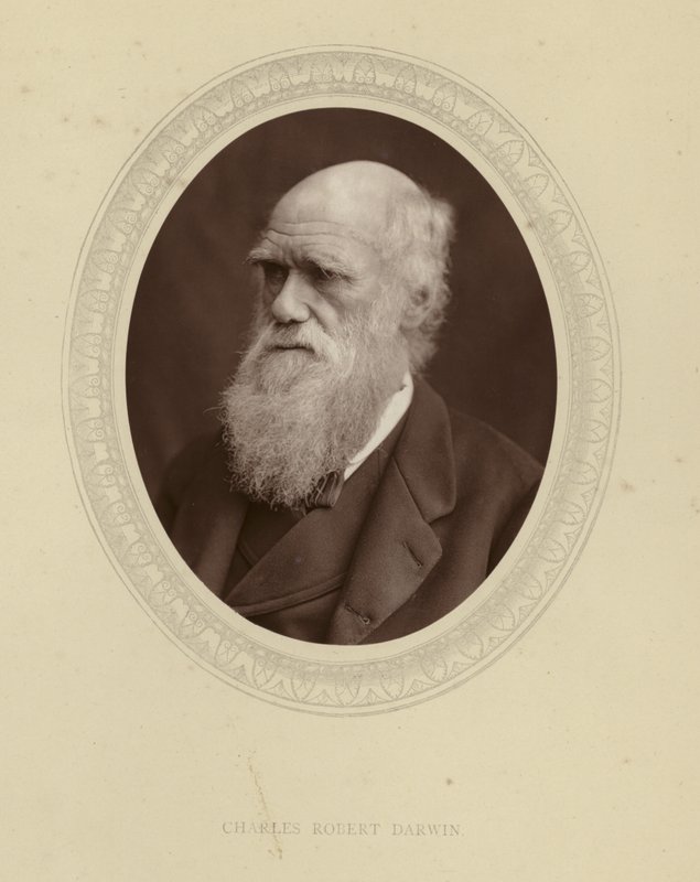 Charles Robert Darwin af English Photographer