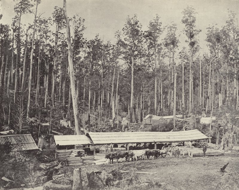 Childers Savværk, Gippsland af English Photographer