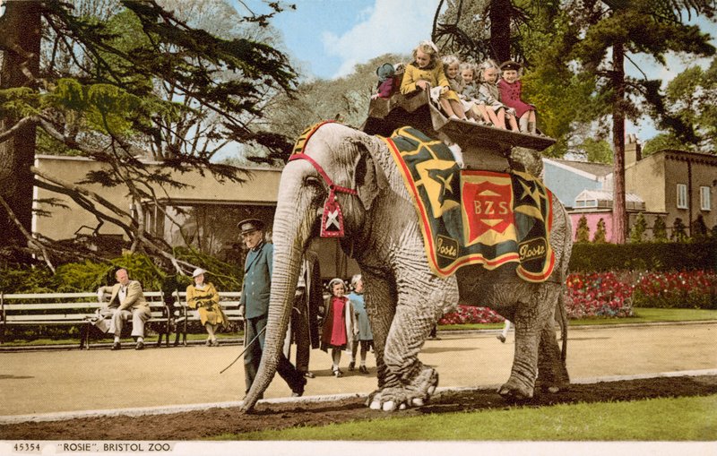 Børn nyder en tur på elefanten Rosie, Bristol Zoo (foto) af English Photographer