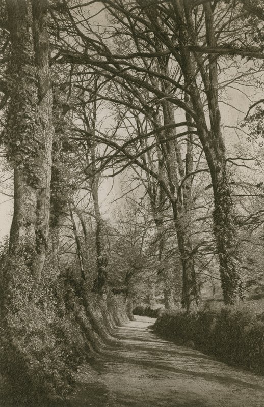 Cockington Lane, Devonshire, nær Torquay af English Photographer