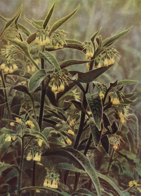Comfrey (foto) af English Photographer