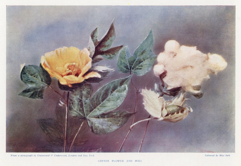 Bomuldsblomst og bolle (foto i farver) af English Photographer
