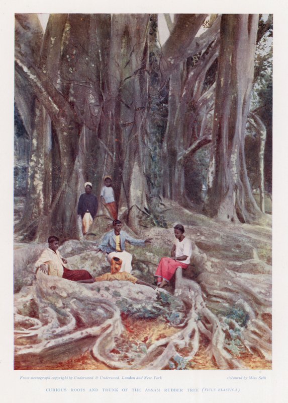 Nysgerrige rødder og stamme af Assam-gummitræet, Ficus Elastica (farvefoto) af English Photographer