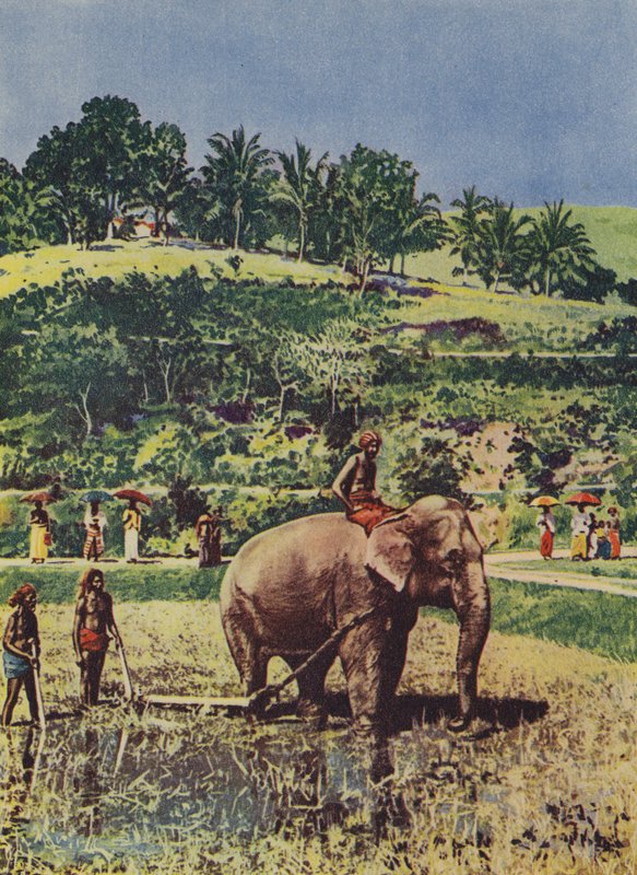 Elephant helping plow the rice fields in Indiadani af English Photographer
