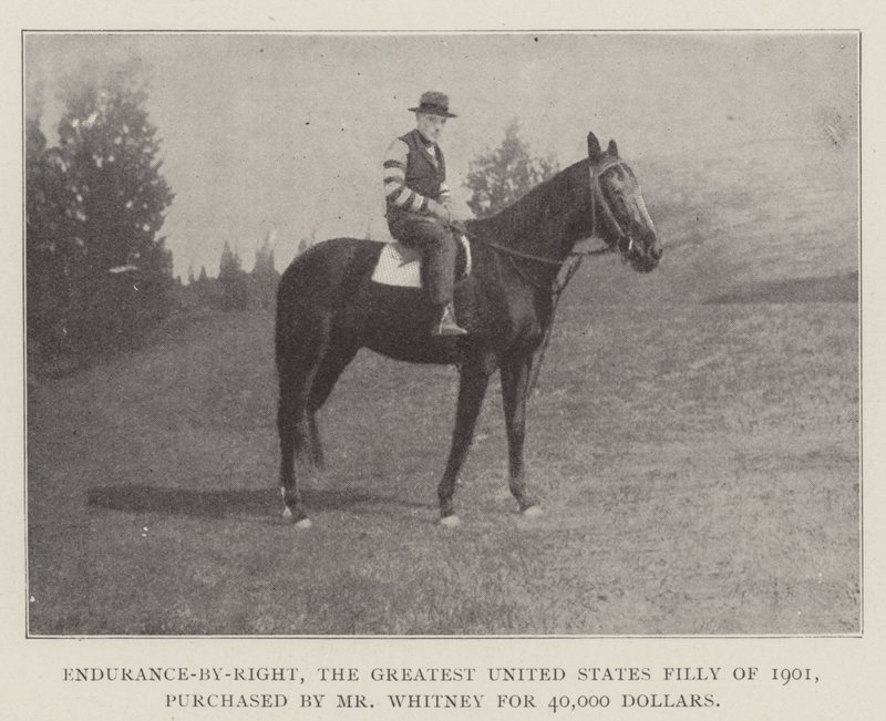 Endurance-by-Right, det største amerikanske hoppeføl fra 1901, købt af Mr. Whitney for 40.000 dollars af English Photographer