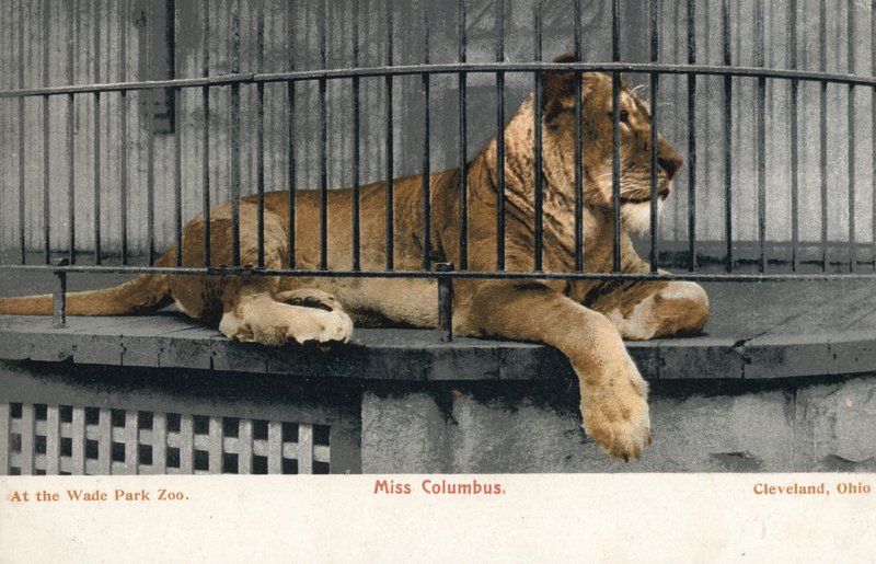 Hunløve, Miss Columbus, Wade Park Zoo, Cleveland, Ohio (foto) af English Photographer