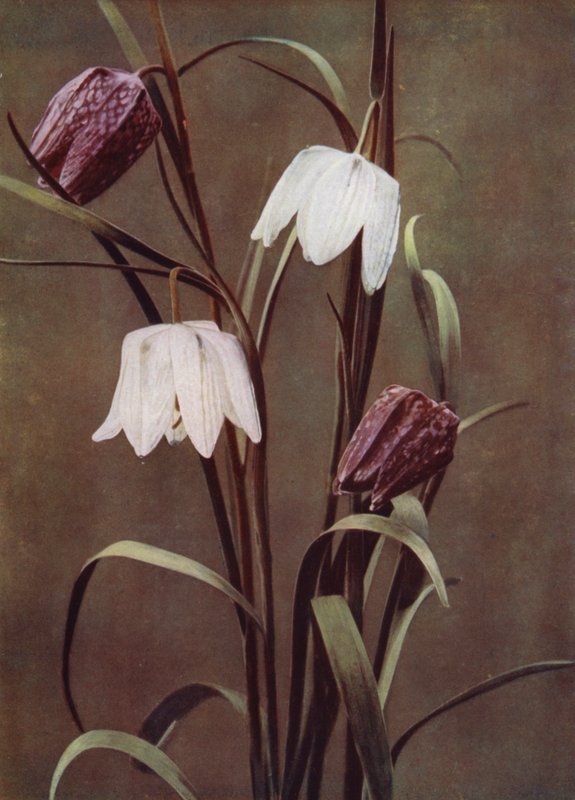 Fritillaries (foto) af English Photographer