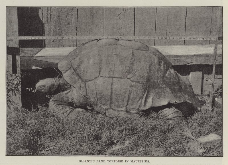 Gigantisk landskildpadde i Mauritius af English Photographer