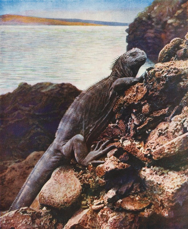 Stor havleguan på en af Galapagos-øerne (farvefoto) af English Photographer