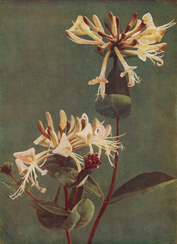 Honeysuckle (foto) af English Photographer