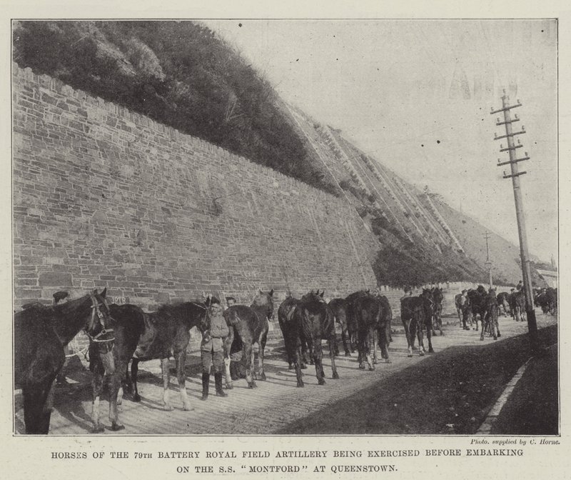 Heste fra 79th Battery Royal Field Artillery bliver øvet før de går om bord på SS Montford i Queenstown af English Photographer