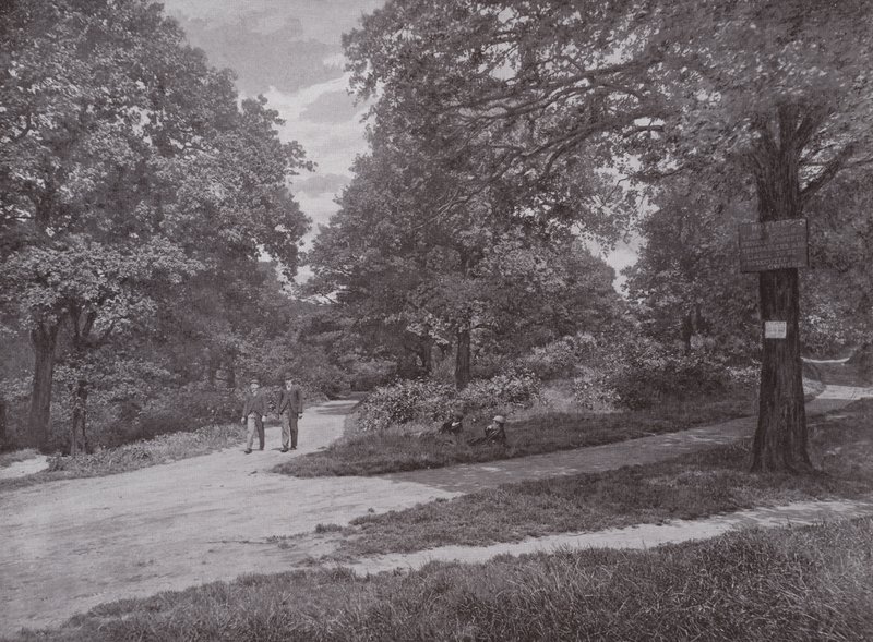 I Queens Wood, Highgate af English Photographer