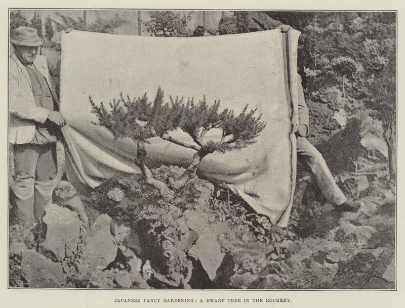 Japanese Fancy Gardening, A Dwarf Tree in the Rockery af English Photographer