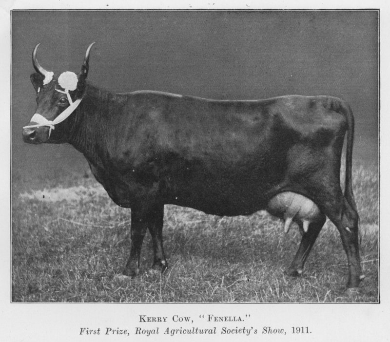 Kerry Cow, Fenella, førstepræmie, Royal Agricultural Society