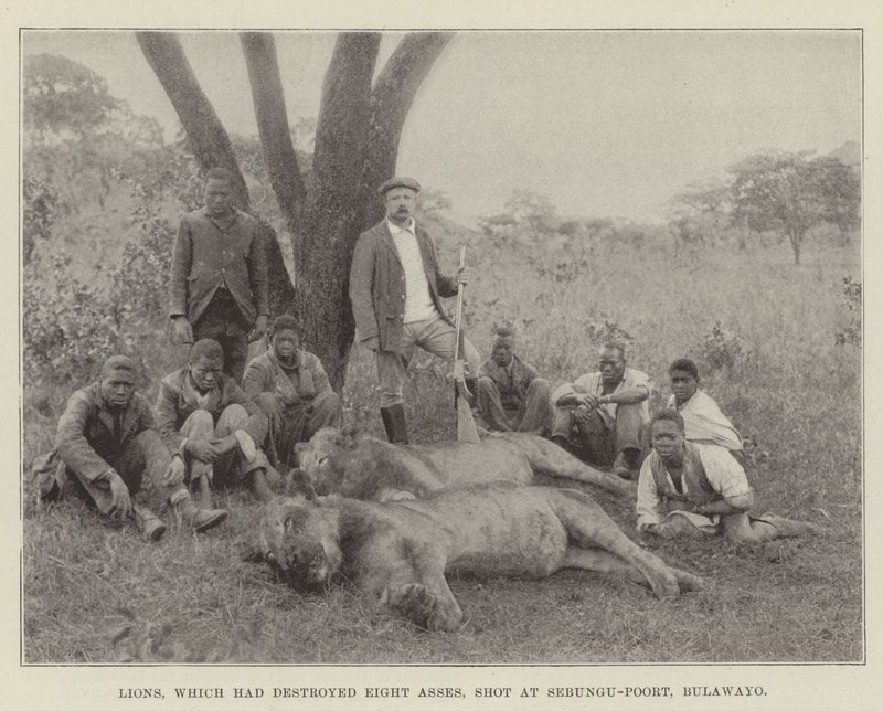 Løver, som havde ødelagt otte æsler, skød ved Sebungu-Poort, Bulawayo af English Photographer