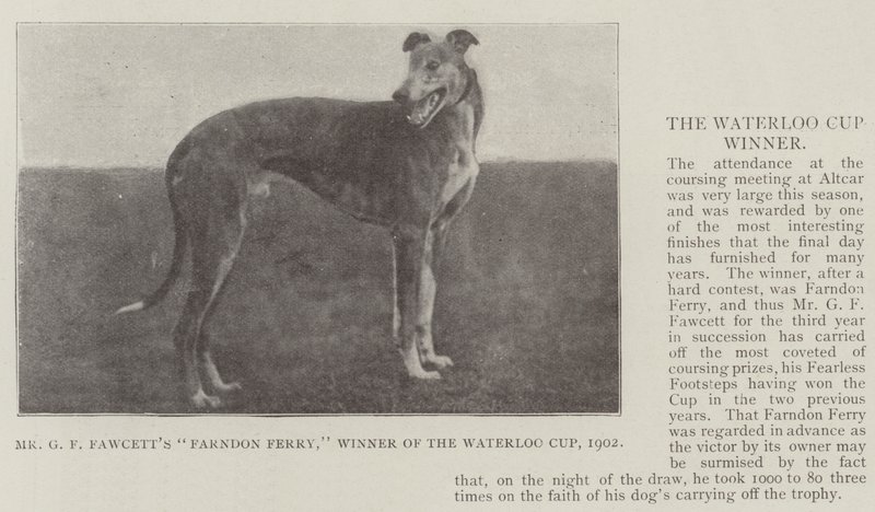 Mr GF Fawcetts Farndon Ferry, vinder af Waterloo Cup, 1902 af English Photographer