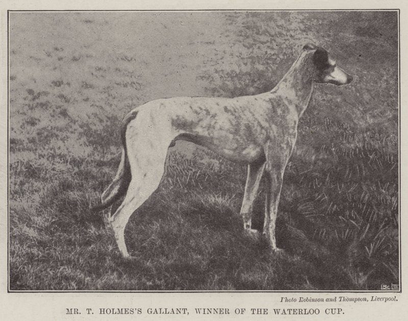 Mr T Holmess Gallant, vinder af Waterloo Cup af English Photographer