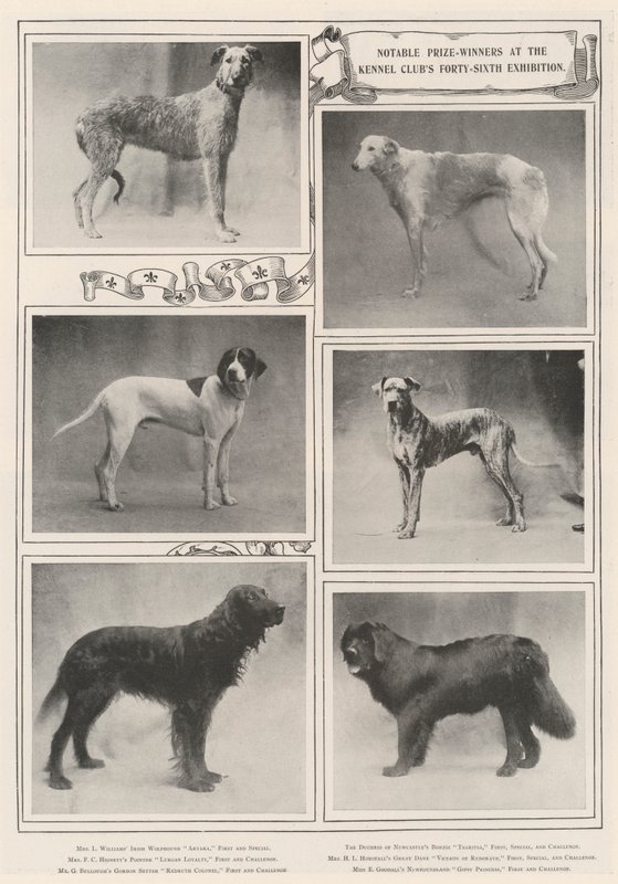 Bemærkelsesværdige præmievindere på Kennel Clubs 46. udstilling af English Photographer