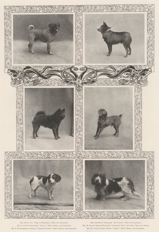 Bemærkelsesværdige præmievindere på Kennel Clubs 46. udstilling af English Photographer