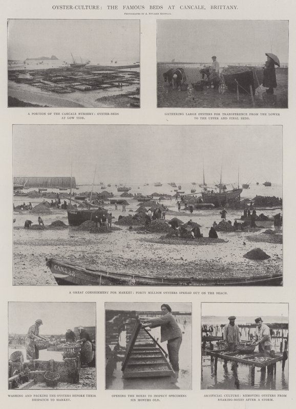 Oyster-Culture, de berømte senge i Cancale, Bretagne af English Photographer
