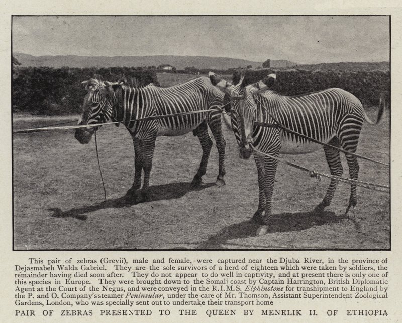 Et par zebraer præsenteret for dronningen af Menelik II af Etiopien af English Photographer