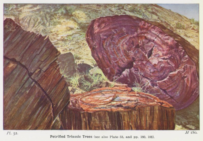Petrified Triassic Treesdani af English Photographer