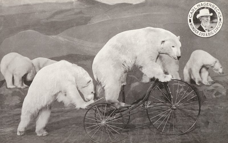 Isbjørn kører på en trehjulet cykel, Carl Hagenbecks Wonder Zoo and Big Circus, Olympia, London (s/h foto) af English Photographer