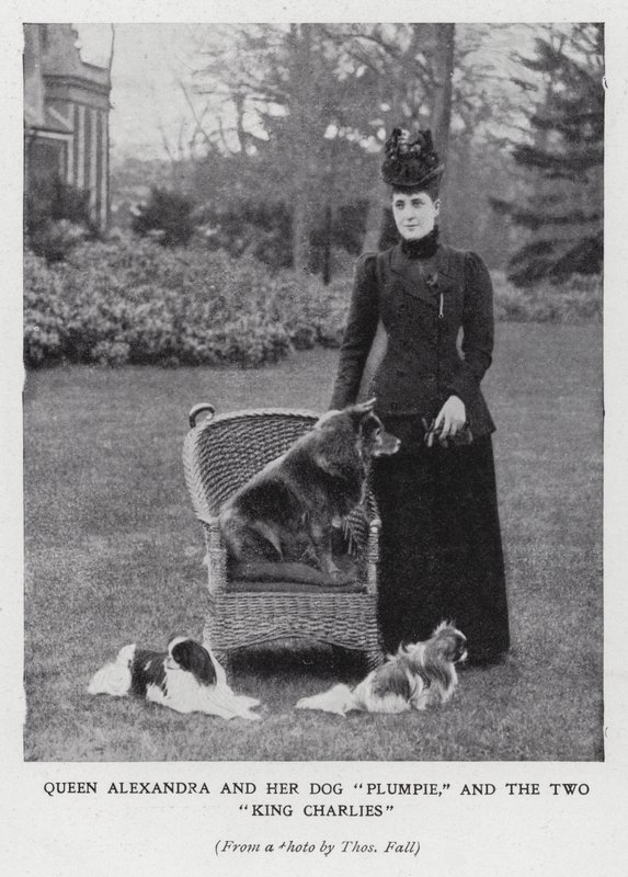 Dronning Alexandra med sin hund, Plumpie, og sine to King Charles spaniels (s/h foto) af English Photographer