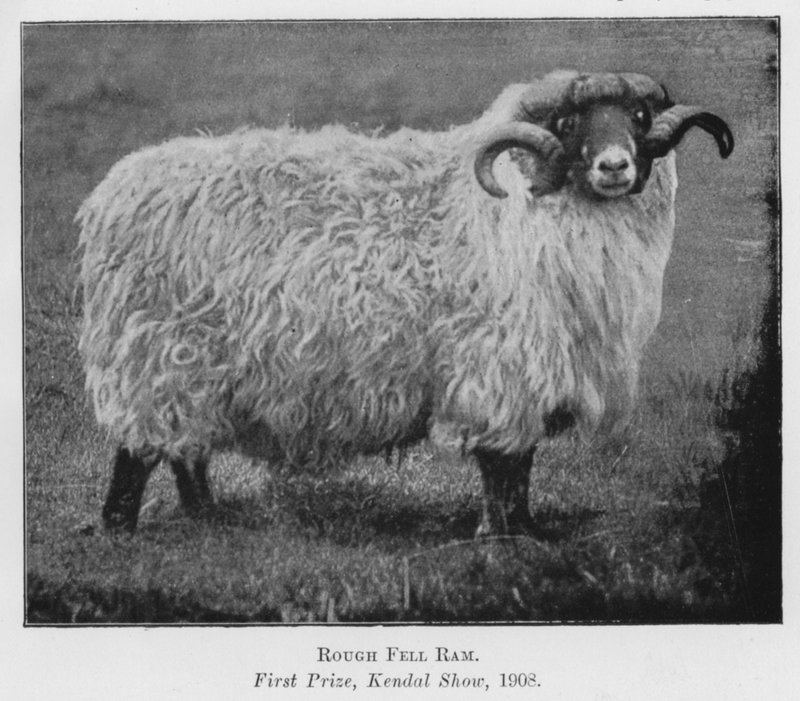 Rough Fell Ram, førstepræmie, Kendal Show af English Photographer