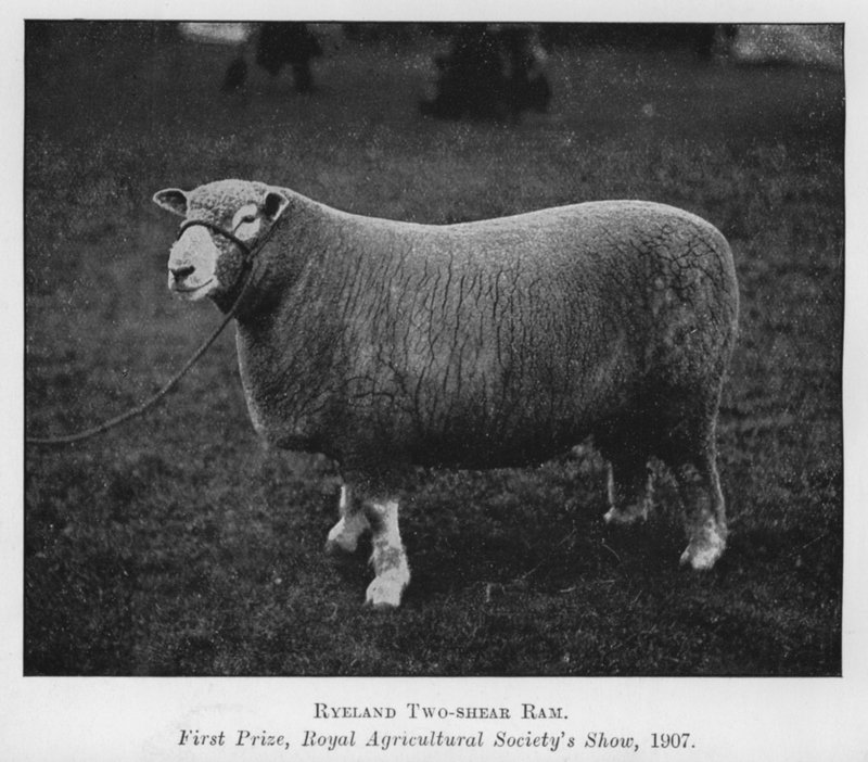 Ryeland Two-shear Ram, Førstepræmie, Royal Agricultural Society