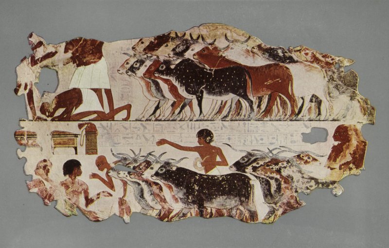 Scene, der forestiller kørsel af en stor kvægbesætning med henblik på opgørelse af bestanden på en egyptisk gård (foto) af English Photographer