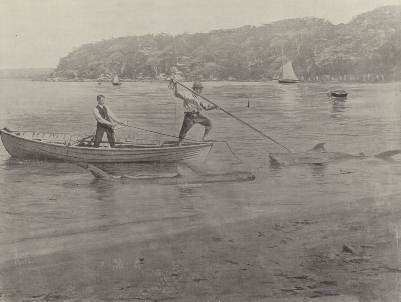 Hajfiskeri, Chowder Bay af English Photographer