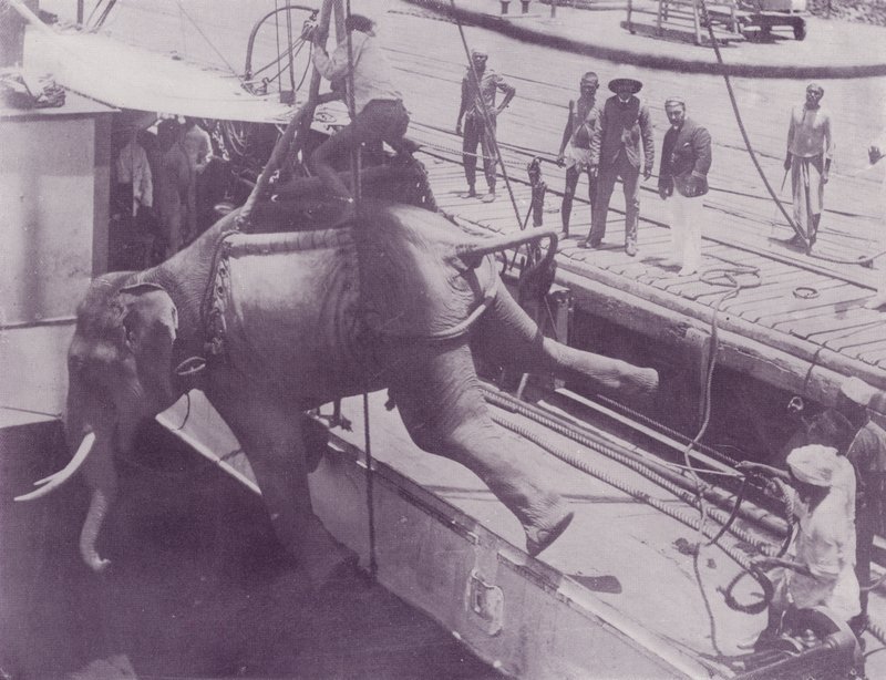 Sender en elefant, Rangoon af English Photographer