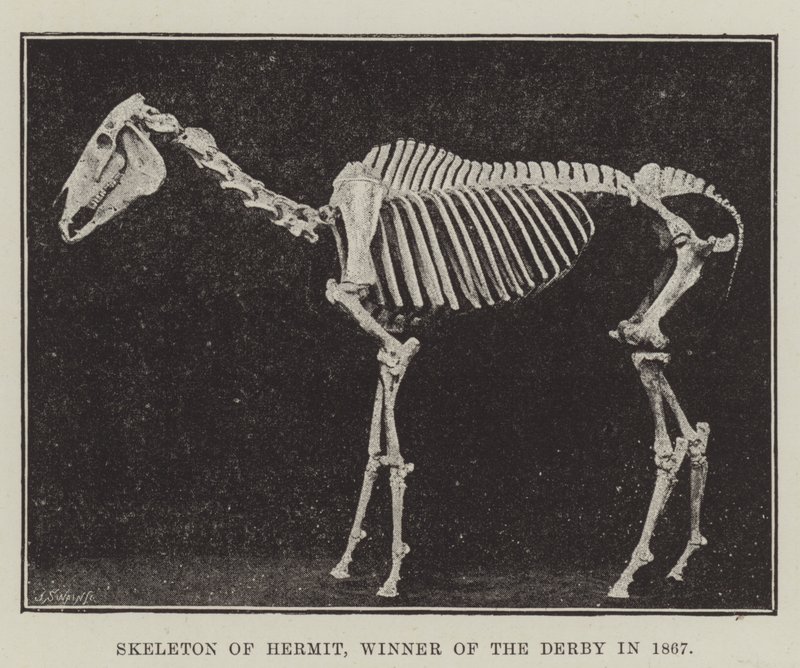 Skeleton of Eremit, vinder af Derbyet i 1867 af English Photographer