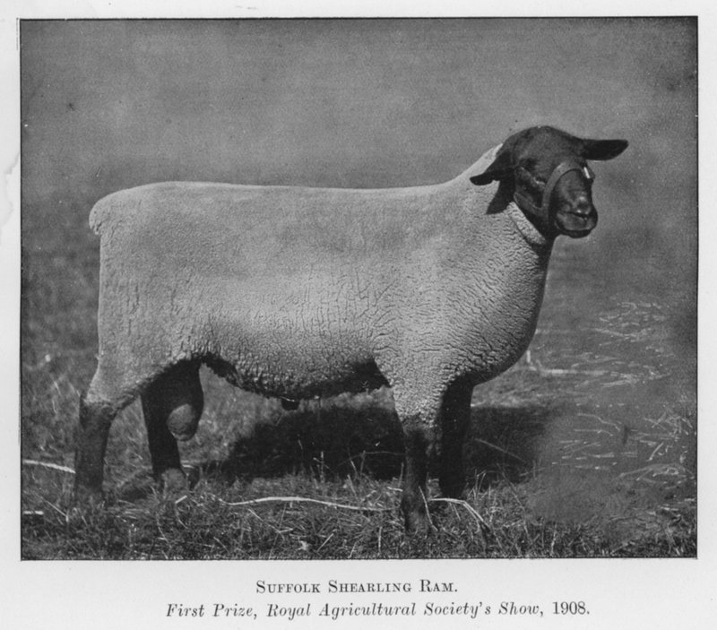 Suffolk Shearling Ram, førstepræmie, Royal Agricultural Society