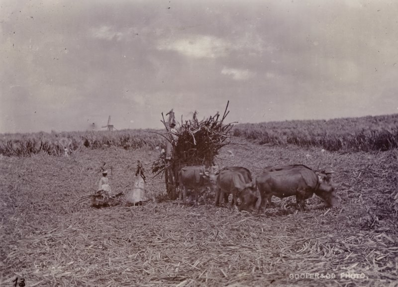 Sukkerplantage, Barbados, 1880 af English Photographer