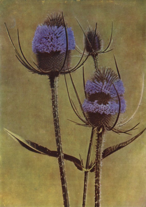 Teasel (foto) af English Photographer