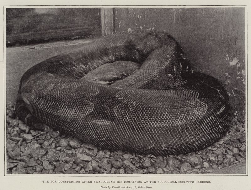 Boa Constrictor efter at have slugt sin ledsager i Zoological Societys Gardens af English Photographer