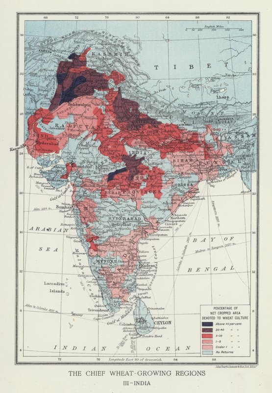 De vigtigste hvededyrkende regioner, Indien (foto) af English Photographer