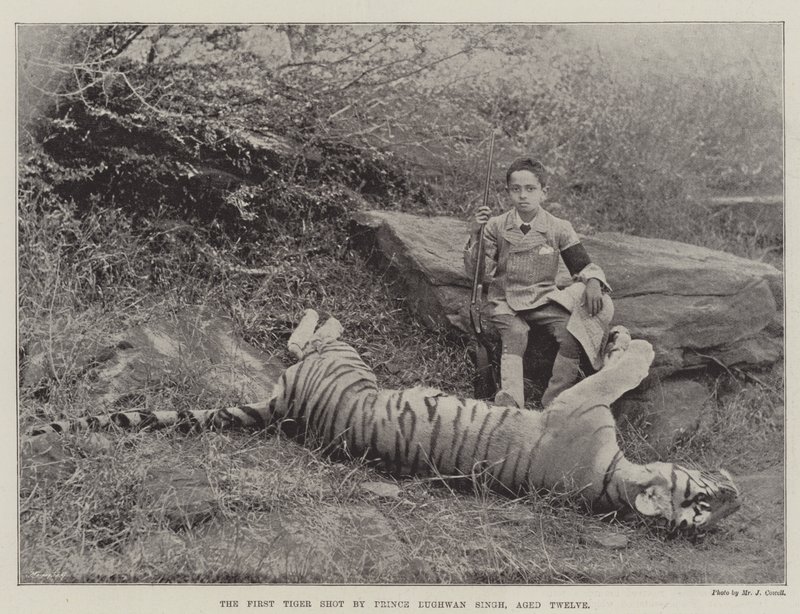 Den første tiger skudt af prins Bughwan Singh, tolv år gammel af English Photographer