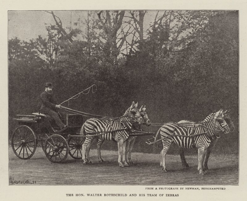 Den ærede Walter Rothschild og hans team af zebraer af English Photographer
