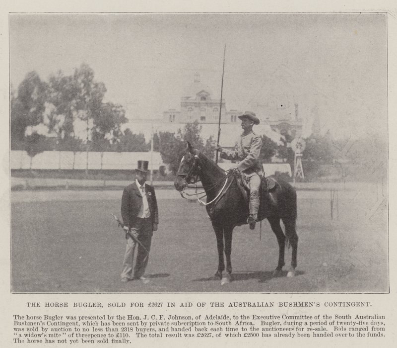 The Horse Bugler, solgt for £2627 i Aid of the Australian Bushmens Contingent, Adelaide. Illustration til The Illustrated London News, 26. maj 1900 af English Photographer