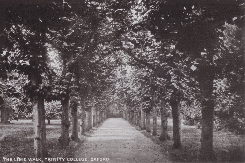 The Lime Walk, Trinity College, Oxford af English Photographer