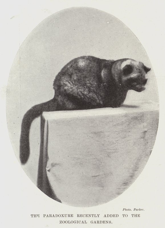 The Paradoxure for nylig tilføjet til Zoological Gardens af English Photographer