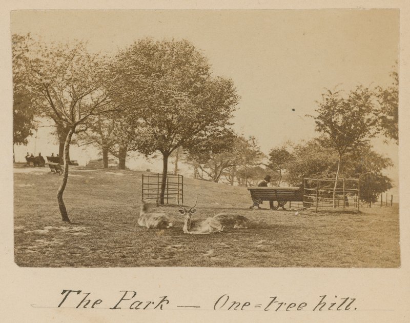 The Park - One Tree Hill, Greenwich af English Photographer