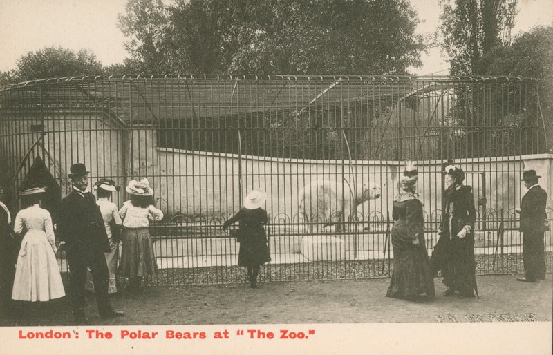 Isbjørnene i Zoo, London af English Photographer