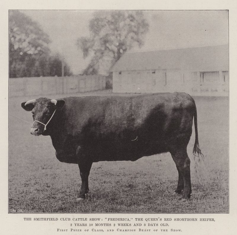 Smithfield Club Cattle Show, Frederica, Queens Red Shorthorn Heifer, 2 år 10 måneder 2 uger og 3 dage gammel af English Photographer